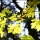 Photography – Shooting Autumn Leaves