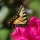 Butterfly Photography Tips and Techniques