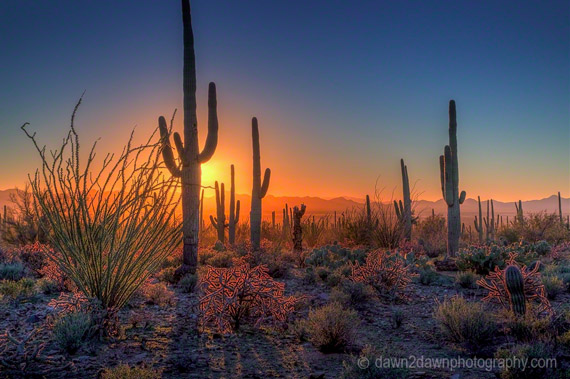 saguaro