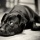 How To Create Stunning Portraits Of Your Dog