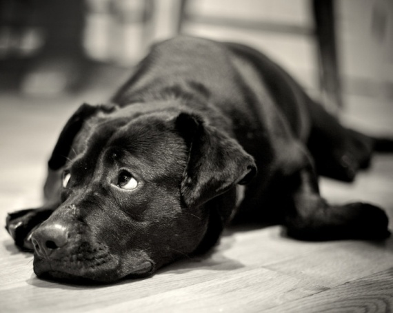 "Tired" captured by Stephen Pacinelli