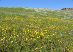 flowers1