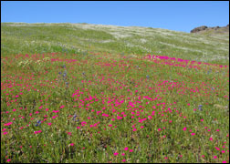 flowers2