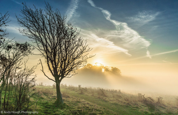 tree-n-fog