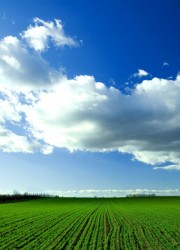 "Green-field" captured by Mario