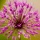 Photographing the Micro Landscape