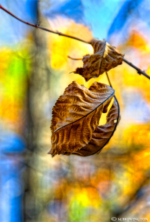 "Fall's stained glass colors" captured by Michael