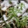 Using Selective Focus-Shallow Depth of Field to Separate Your Subject from the Background