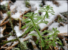 Shallow depth of field (selective focus) details with an old and