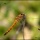 Choosing a Tripod for Travel – Nature Photography