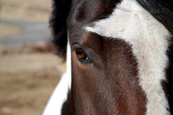 wildlife-eyes "3 Horse Close" captured by Keith Willette