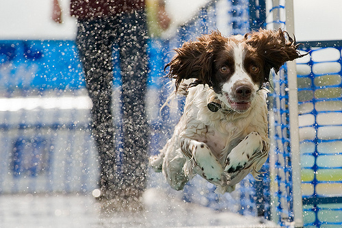 wildlife-eyes2 "Jasper - Dash 'n' Splash" captured by Steve Collins