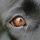 Photographing Wildlife – The Eyes Have It