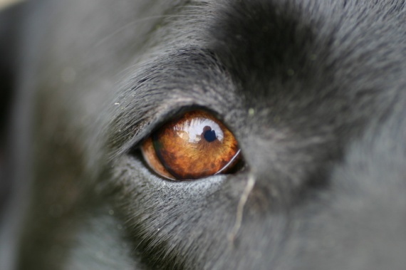wildlife-eyes3 Photo captured by Richard Dicosimo
