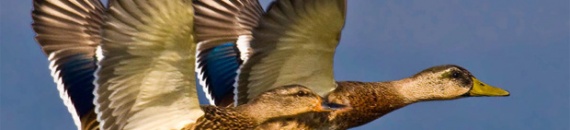 Capturing Birds in Flight