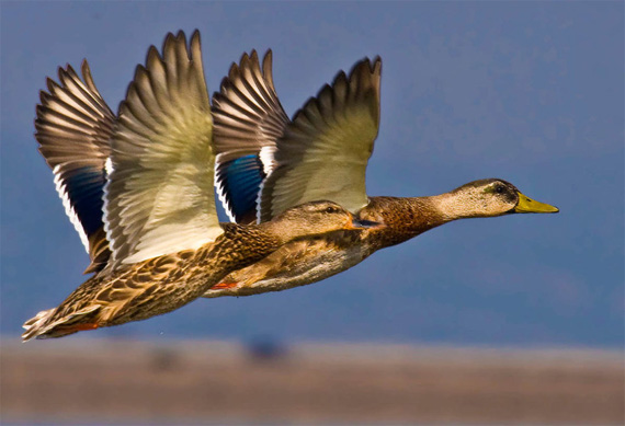 birds-in-flight2 "Flying Close" captured by trinko