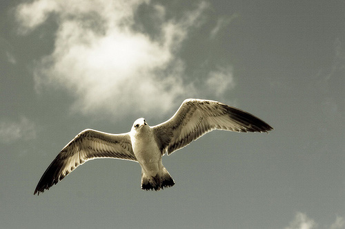 birds-in-flight3 Photo captured by Beebo Wallace