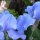 Flower Photography – A Mild Obsession #1