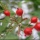 Macro Photography
