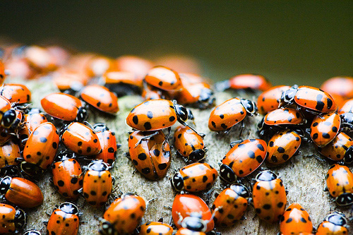 "Red Like Your Mother's Eyes" captured by Thomas Hawk