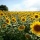 Wide-Angle Photography – Broaden Your Horizons