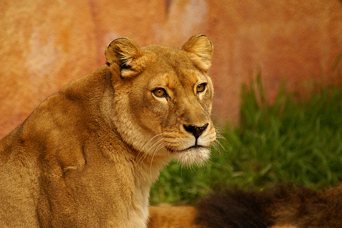 "Lioness Stare" captured by J. Benedetto