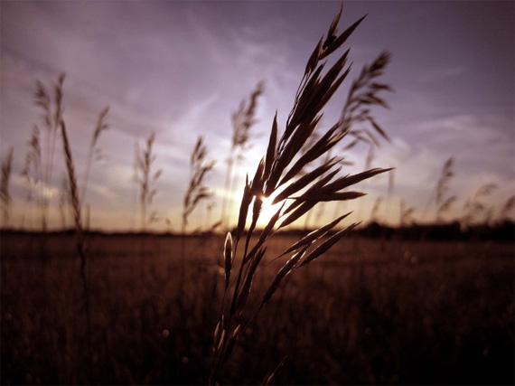 "In the Field" captured by Mish