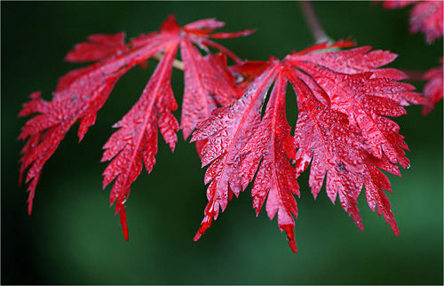 "Autumn Leaves" captured by Phil Benton