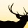 Wildlife Photography: Five Tips For Better Wildlife Photos
