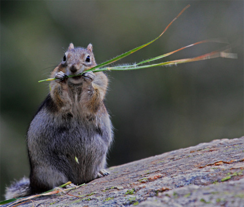 wildlife photo tips