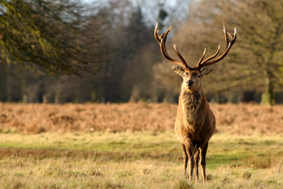 Wildlife Photography: Five Tips for Better Wildlife Photos