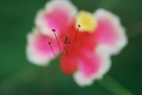 flower depth of field photo