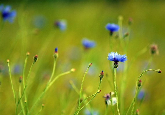 tips for photographing flowers