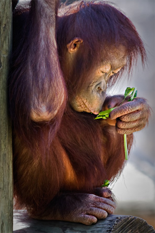 wildlife photography lighting