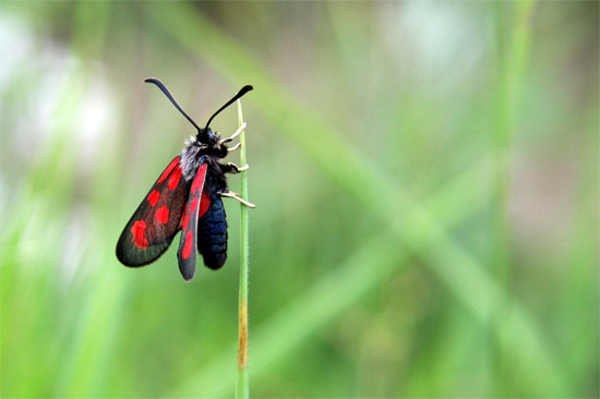 how to take macro photos