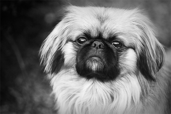 pet photo techniques
