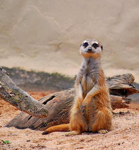 animal photography tips