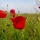 How to Create Dynamic Wildflower Photos in Digital Photography
