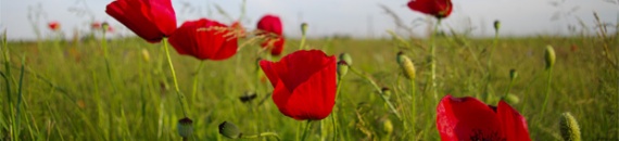 How to Create Dynamic Wildflower Photos in Digital Photography