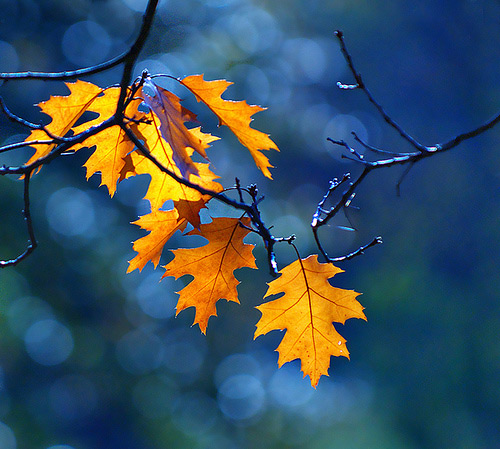 bokeh-photography bokeh effect in photography