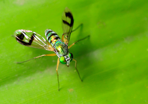 beginner tips for macro photography