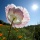 Flower Photography Tips and Techniques