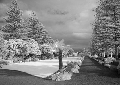 infrared photo taken with the nikon coolpix 2100