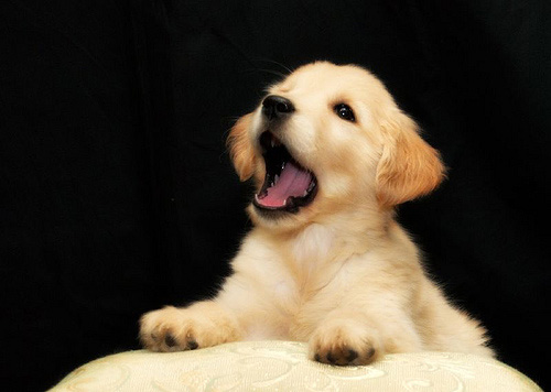 pet-photography3 professional pet photography tips
