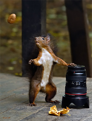 "lens or nut" captured by Gabriel Catalin