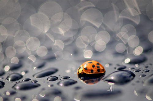 photography subject focus