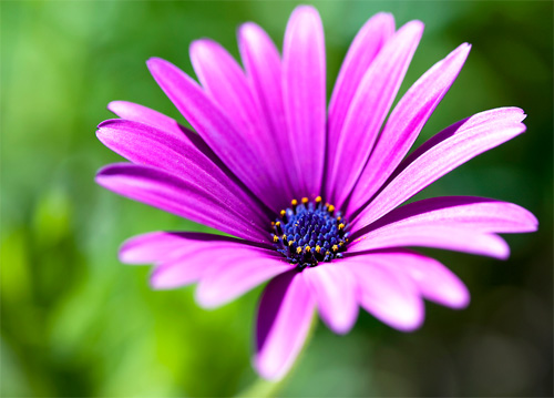 macro photo