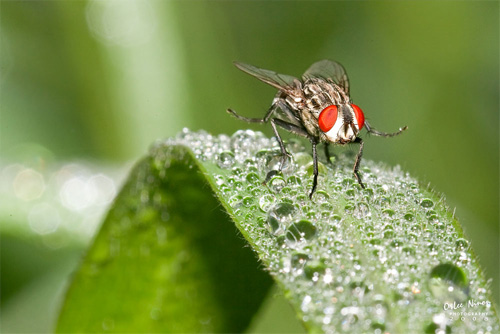 equipment tips for macro photography