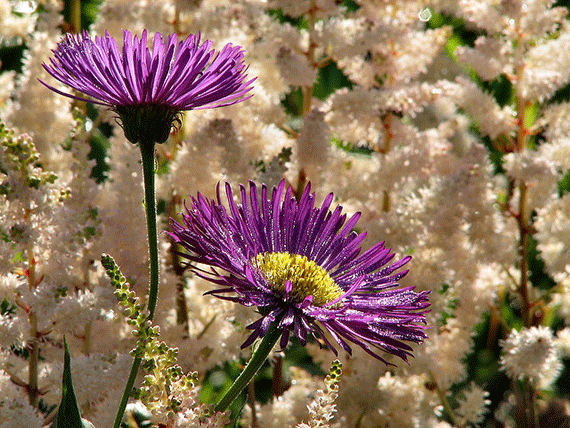 flower photography for beginners