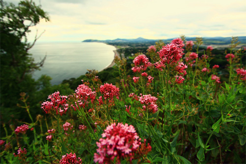 cloudy flower photo